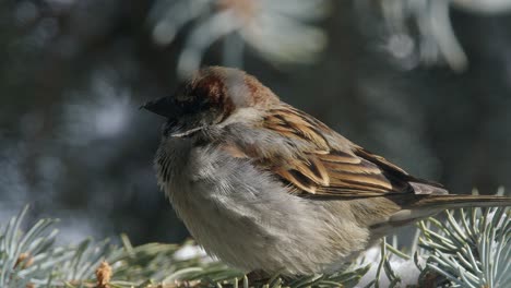 close up: snow flakes drift twice onto male sparrow in spruce tree