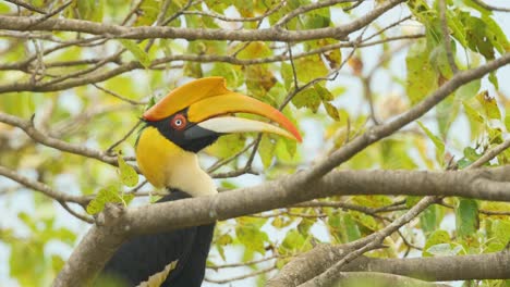 closeup of a female great pied hornbill who is on a fig tree trying to clean its huge beak of the left overs of its earlier meal, it has a beautiful white, red eye found in the western ghats of india