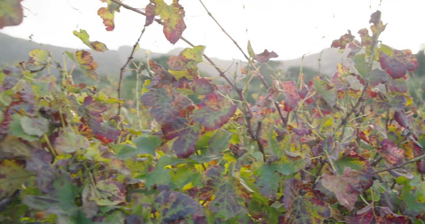 Una leggera brezza muove le foglie della vite mentre la telecamera si allontana, rivelando i fili del traliccio e le colline.