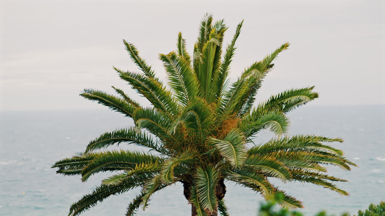 Close up of a palm tree moving in the wind with a blurred view of the sea on the background