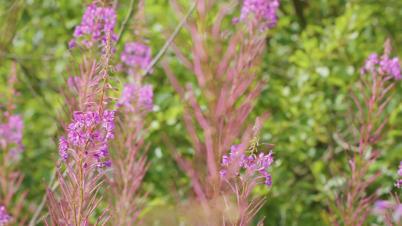 Close-up of bees visiting vibrant pink wildflowers in a lush green highland meadow, captured with natural daylight and gentle camera movement