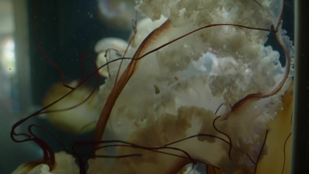 Extreme macro view of sea nettle jellyfish tentacles forms a hypnotic abstract pattern of amber and cream tones. Artistic aquarium visuals, marine education, textured backdrop content.
