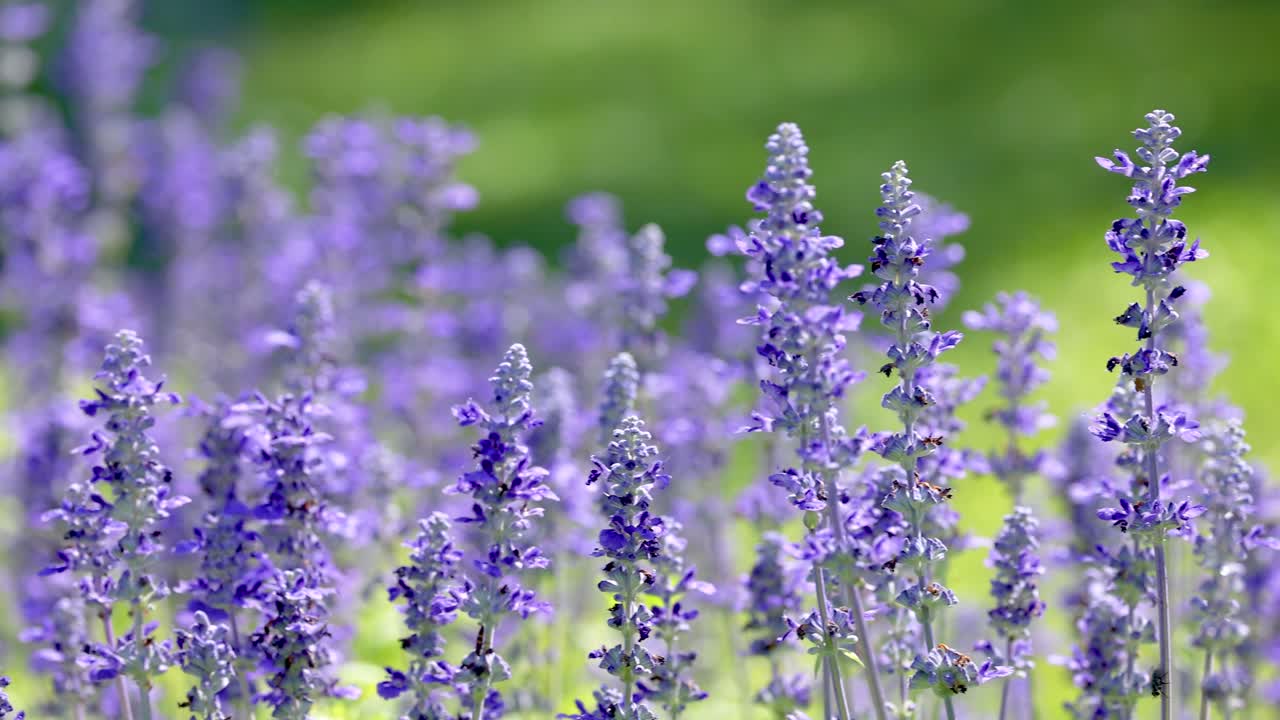 flores de lavanda púrpura en el jardín