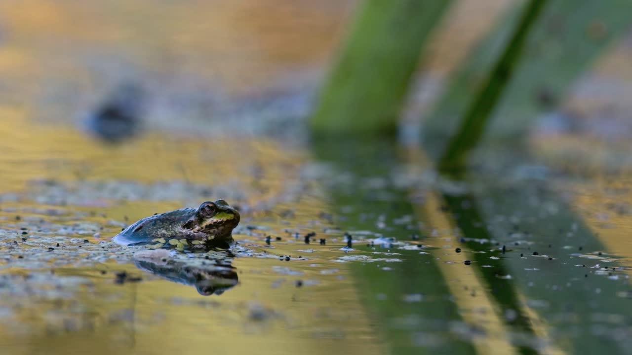 Frog Sitting in Murky Pond Water