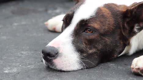 Un-Perro-Cansado-Descansando-En-El-Suelo