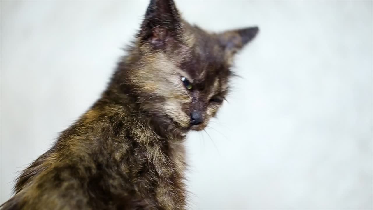 el gato tricolor enfermo