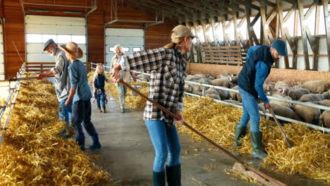 Family-of-farmers-cleaning-hay-with-rakes-to-feed-sheep-cattle-in-a-barn