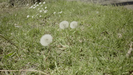 primer plano de flores de diente de león blanco crecen salvajes en la naturaleza en la temporada de primavera