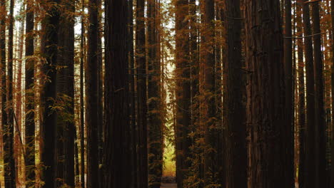 Dolly-Aéreo-En-El-Sotobosque-Simétrico-Interior-Del-Dosel-Del-Bosque-De-Secuoyas-Con-Colores-Otoñales