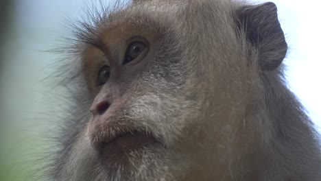 close up of a macaque monkey face