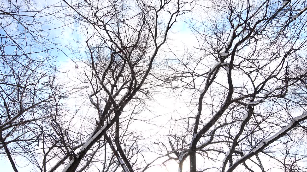 Árboles en invierno con el cielo de fondo