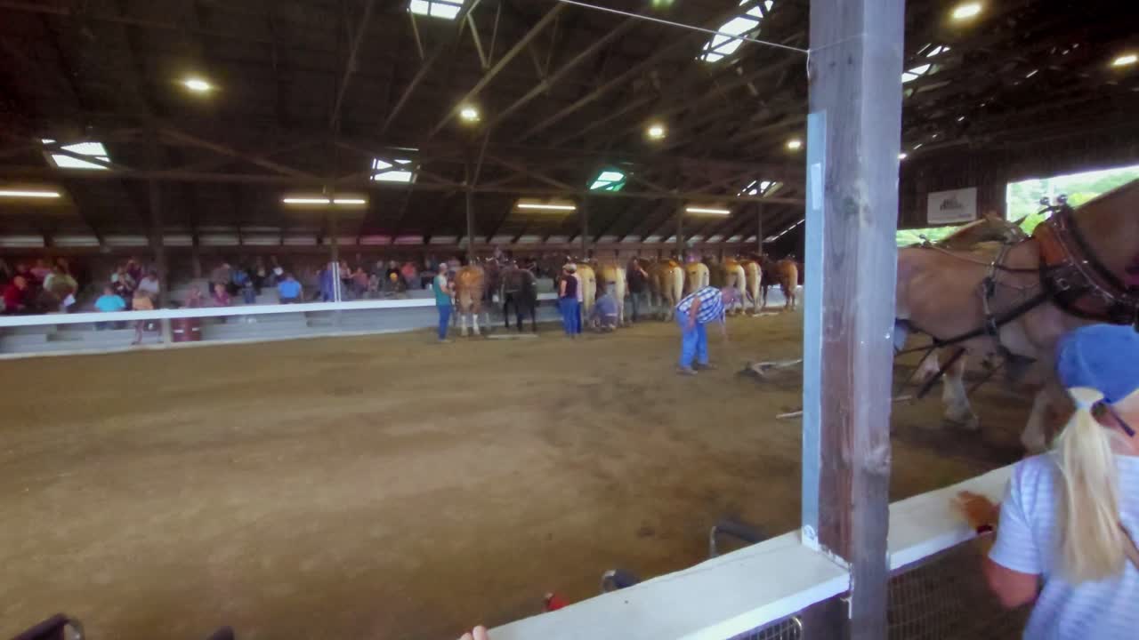 Man getting draft horses in positition to pull a seld at Cumberland Fair near Portland, Maine