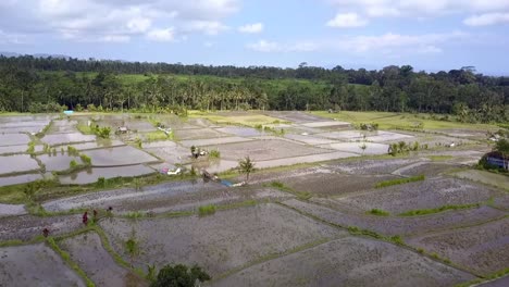 harvested, irrigated rice fields in bali