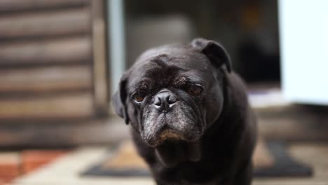 Old-black-pug-shaking-head,close-up