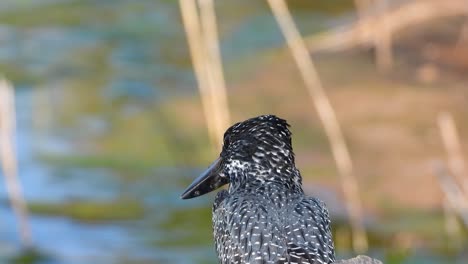 Giant-kingfisher-perched-on-pond-bank,-keeping-a-vigilant-lookout