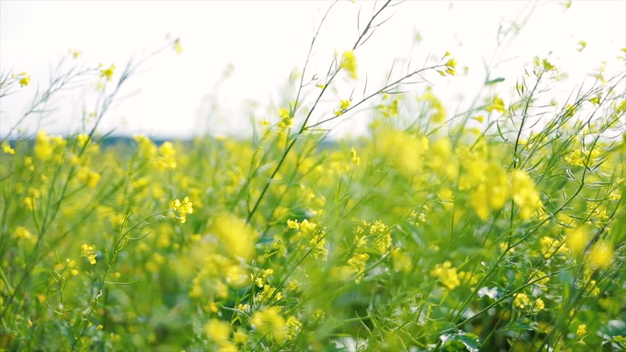 Mustard flowers. Mustard &ndash; mystical flower of happiness and health.