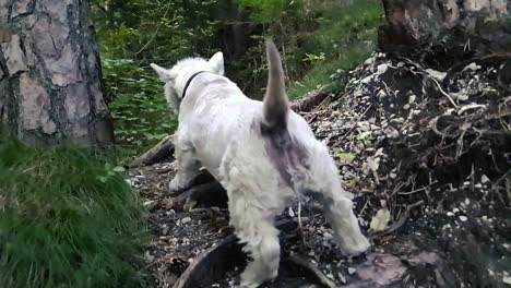 Small-dog-jumping-over-the-tree-roots-in-the-forest-in-slow-motion