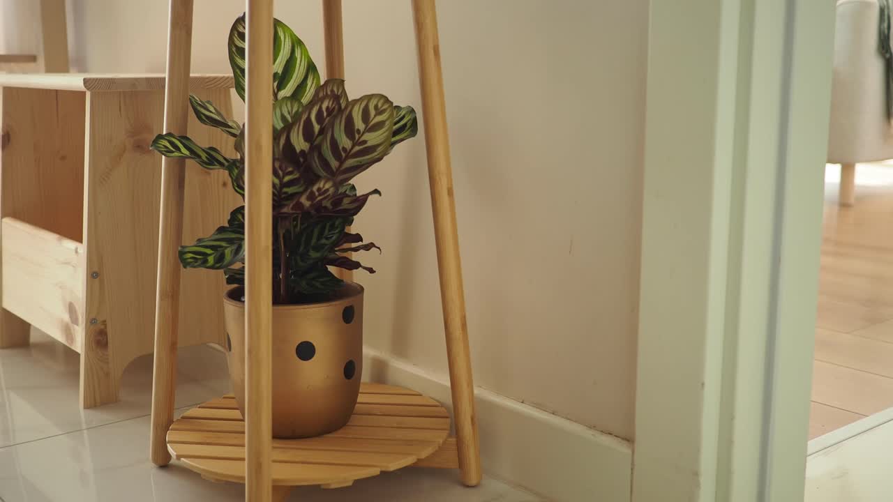 Indoor Plant Display with Wooden Furniture