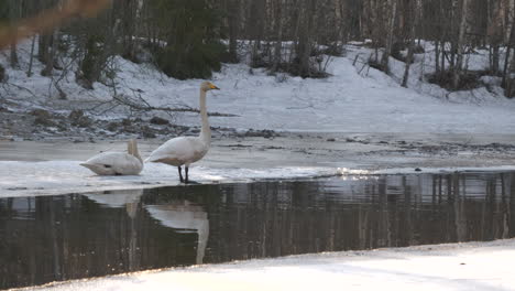 Familia-De-Aves-Cisne-Disfruta-De-La-Luz-Del-Día-Cerca-Del-Río-Helado-En-La-Temporada-De-Invierno,-Vista-De-Mano