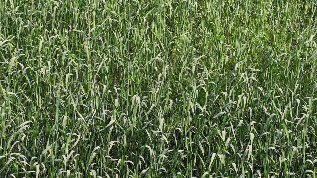 Opadvendt udsigt over hvedeplanter med blege støvede blade, grønne strå dækket af fint stenskærverstøv, landbrugsmark, der viser afgrødestress-tekstur under naturlige dagslysforhold.