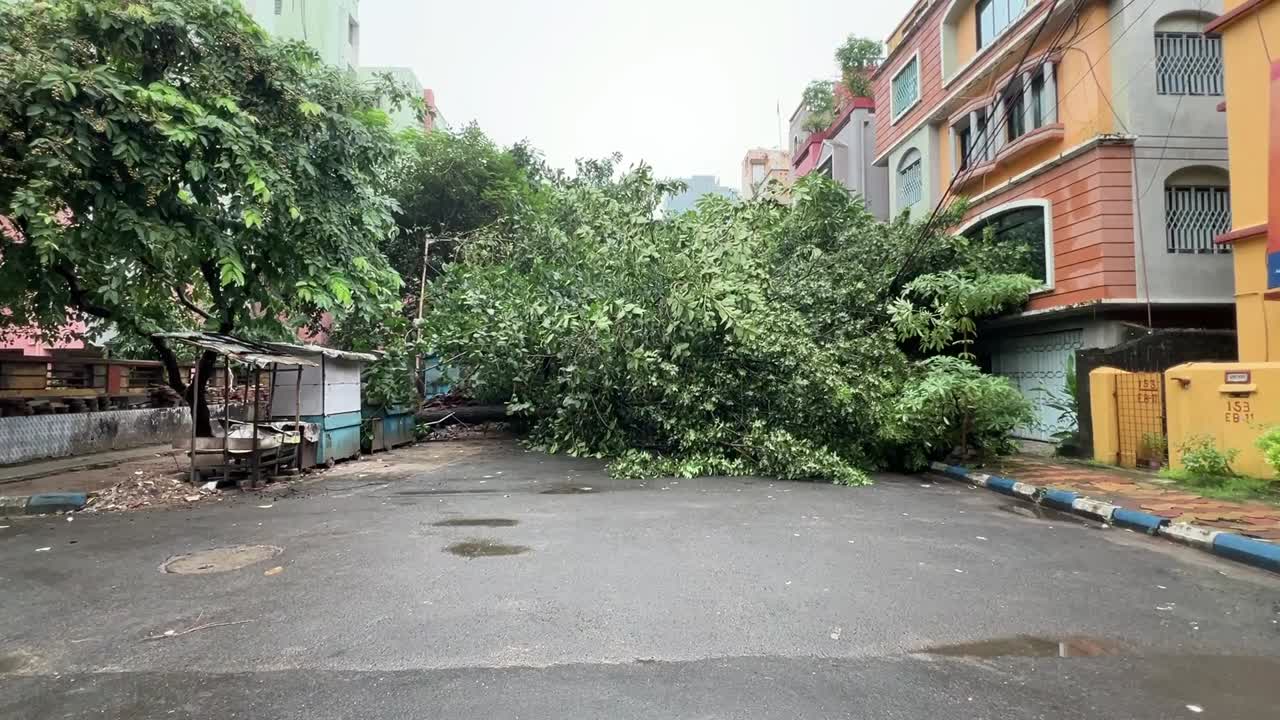 View of huge tree fallen in Kolkata after cyclone