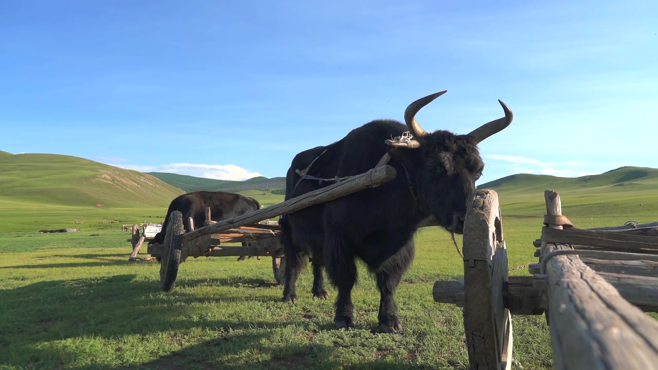 Black Yak Pulling Traditional Wooden Cart in Mongolian Steppe