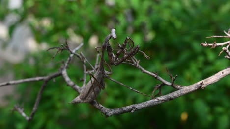 4k footage of a wild peacock mantis, pseudempusa pinnapavonis, flicking the spider web on a twig in a forest in thailand, asia