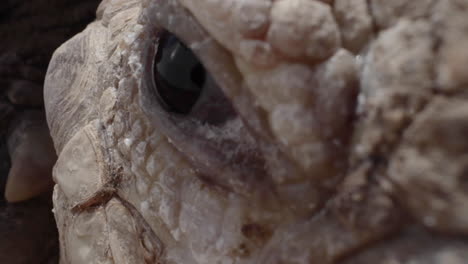 close up macro of giant tortoise blinking