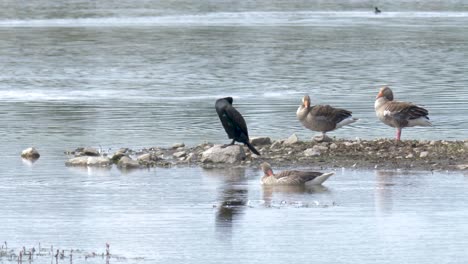 Mehrere-Vögel-Im-Mariestad-Vogelreservoir