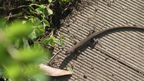 long-tailed japanese grass lizard creeping towards foliage on sunny day in tokyo, japan