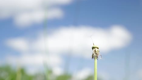 last seed on dandelion