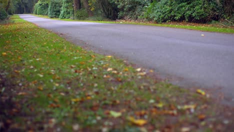 road surrounded by forest