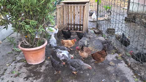Feeding-chickens-on-farm-with-natural-good-clean-seeds