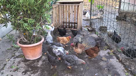 feeding chickens on farm with natural good clean seeds