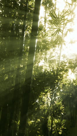 sunlight shining through bamboo forest