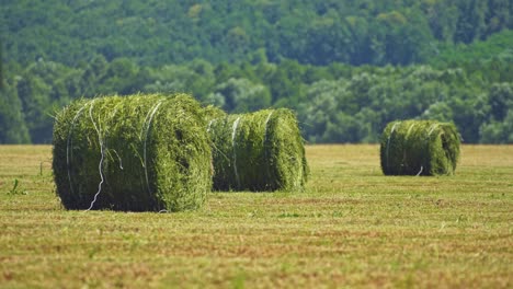 big round bales of green grass on the forest background. close-up. agricultural machine pressing grass on the field for livestock in summer.