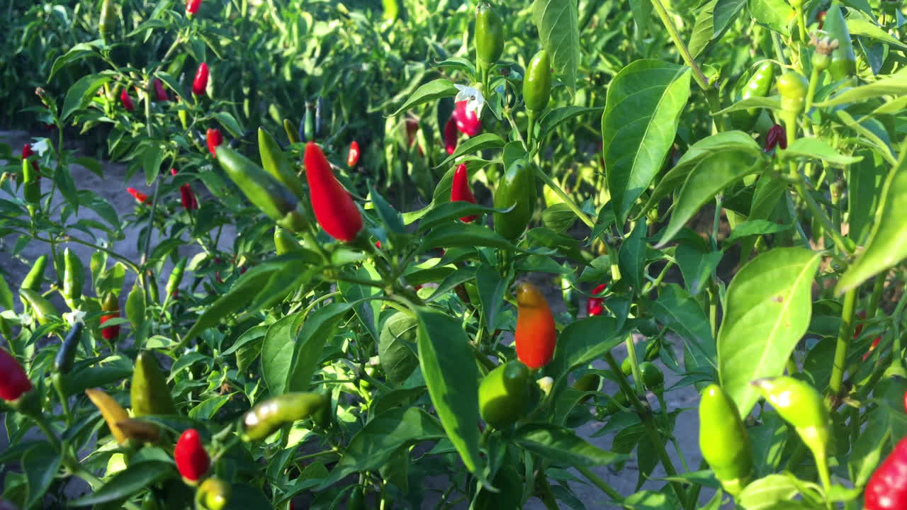 chiles rojos picantes. la comida picante. ingredientes organicos