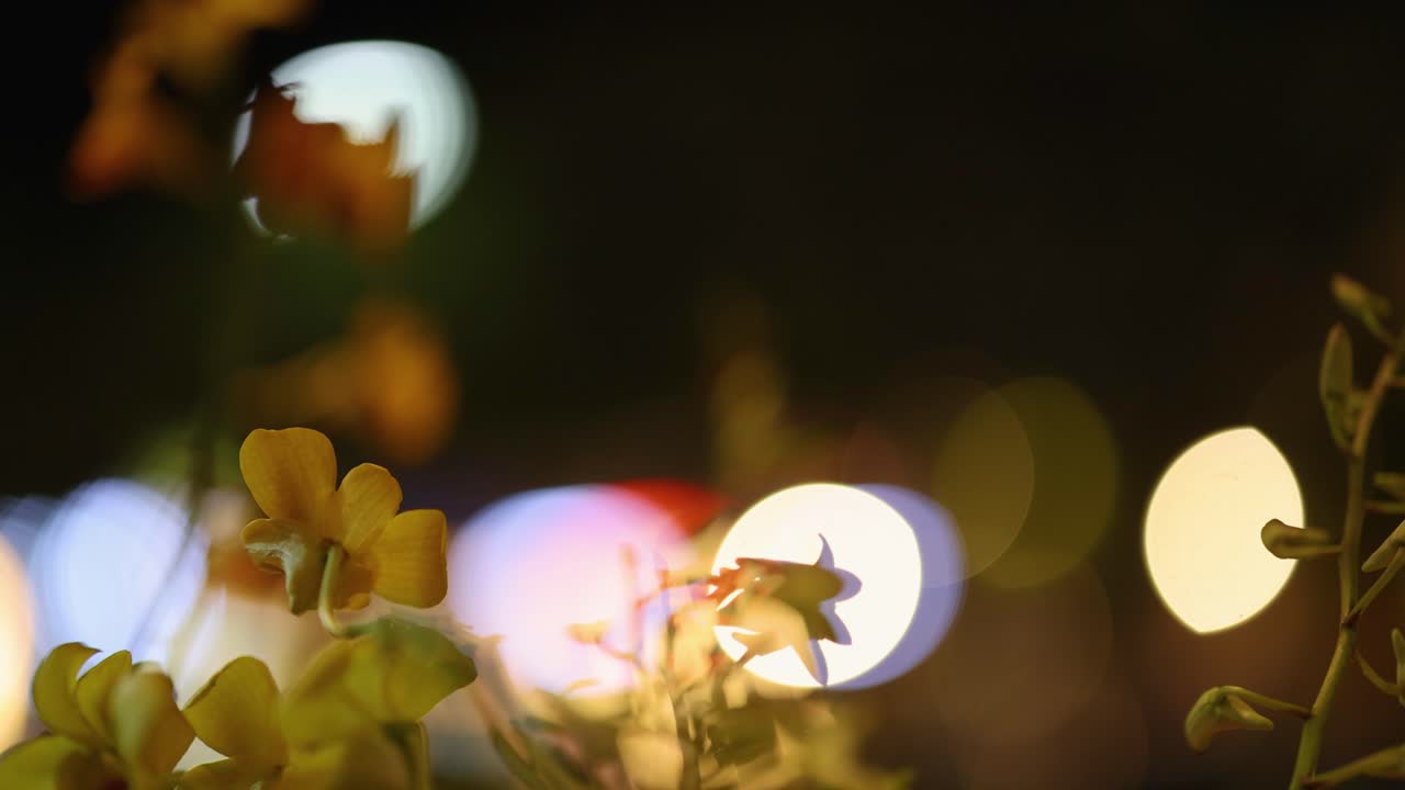 조용하고 꿈 같은 야간 분위기를 만드는 보케 조명과 함께 꽃의 추상적인 비디오
