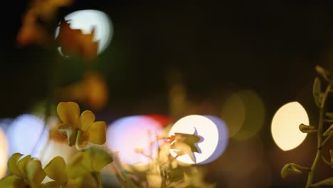 video abstracto de flores con luces bokeh, creando una atmósfera nocturna serena y soñadora