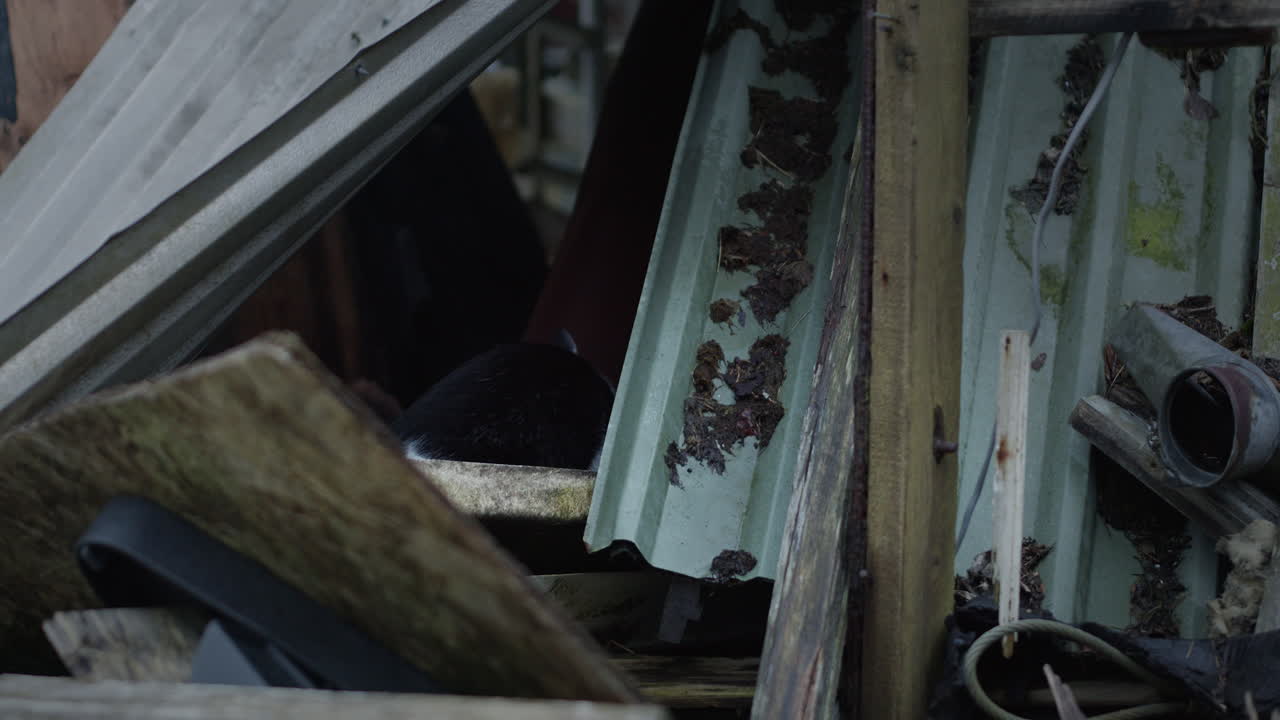 버려진 재산을 탐사하는 고양이, 휴대용