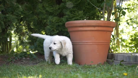 adorable golden retriever puppy playing outdoors in slow motion