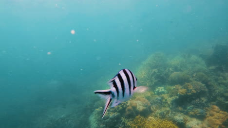 striptailed damselfish swimming in sea over coral reef, close up