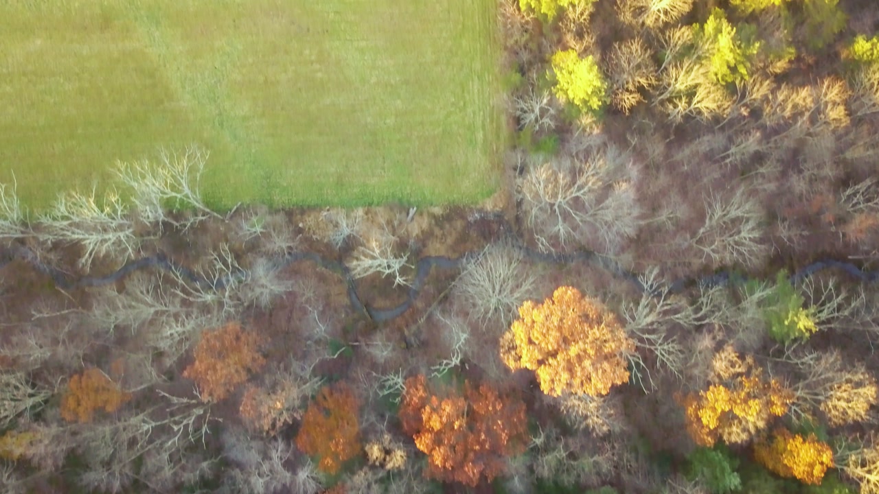 Yellow and green trees by farmland at golden hour, overhead aerial