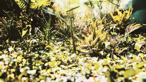 close-up of a plants in tropical jungle