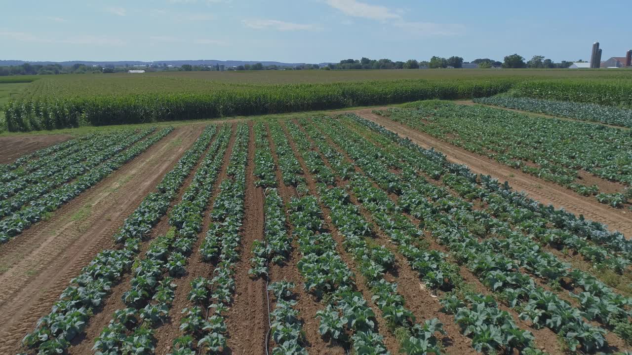 una vista aérea de cerca de las tierras de cultivo amish y el campo con campos de cultivo verdes en un día soleado de verano