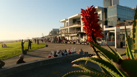 Slider shot from behind Aloe plant of Bloubergstrand waterfront at sunset
