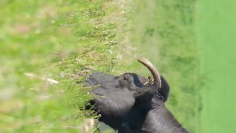 a brown cow eats grass on the very green and bloom meadow a brown cow eats grass on the very green and bloom meadow
