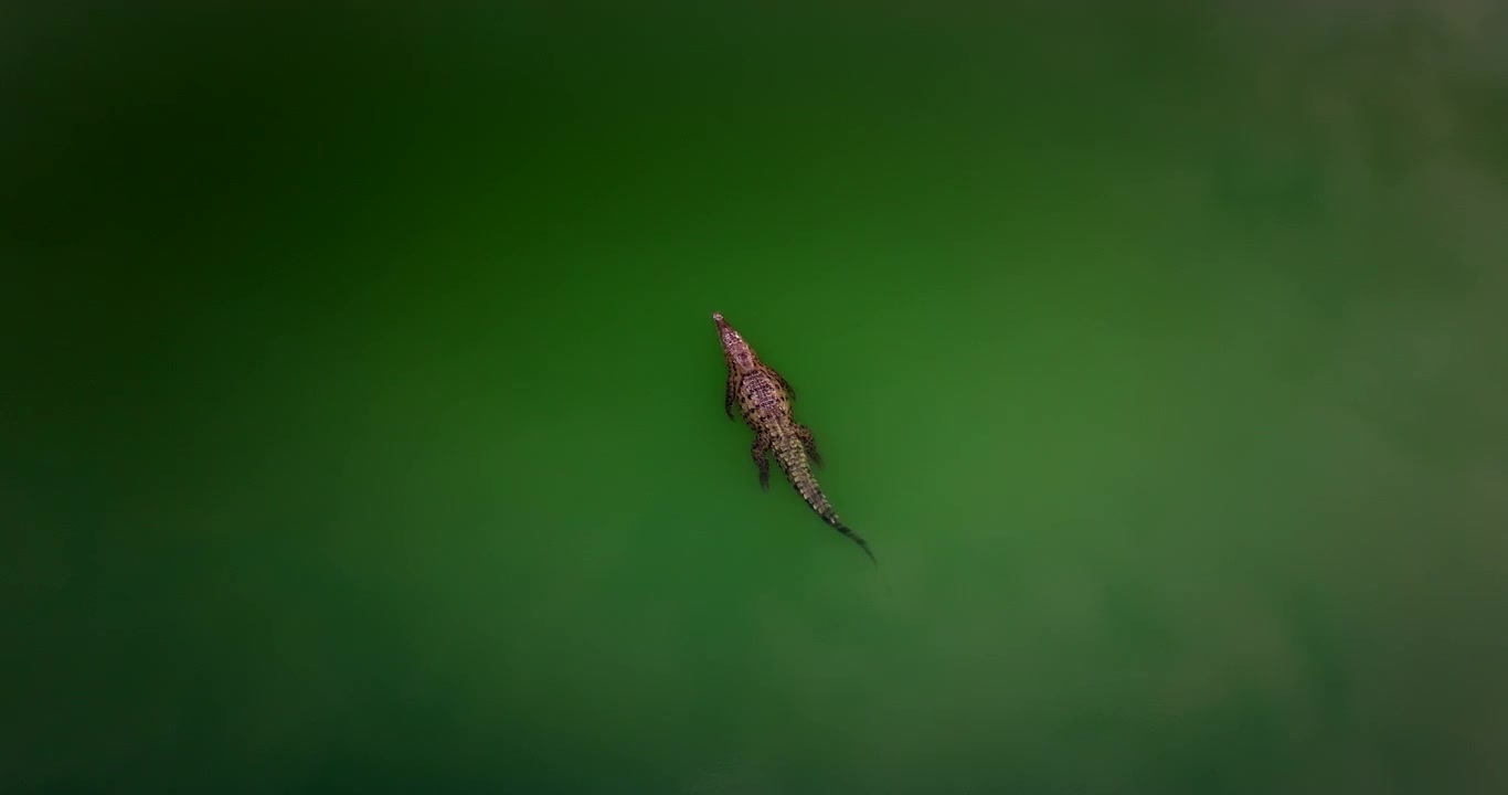 Caiman crocodile swims and dives down into depths of green river, aerial view