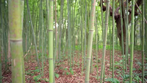 bosque de bambú verde con un viejo roble en medio del claro, mensajes de amor tallados en la madera