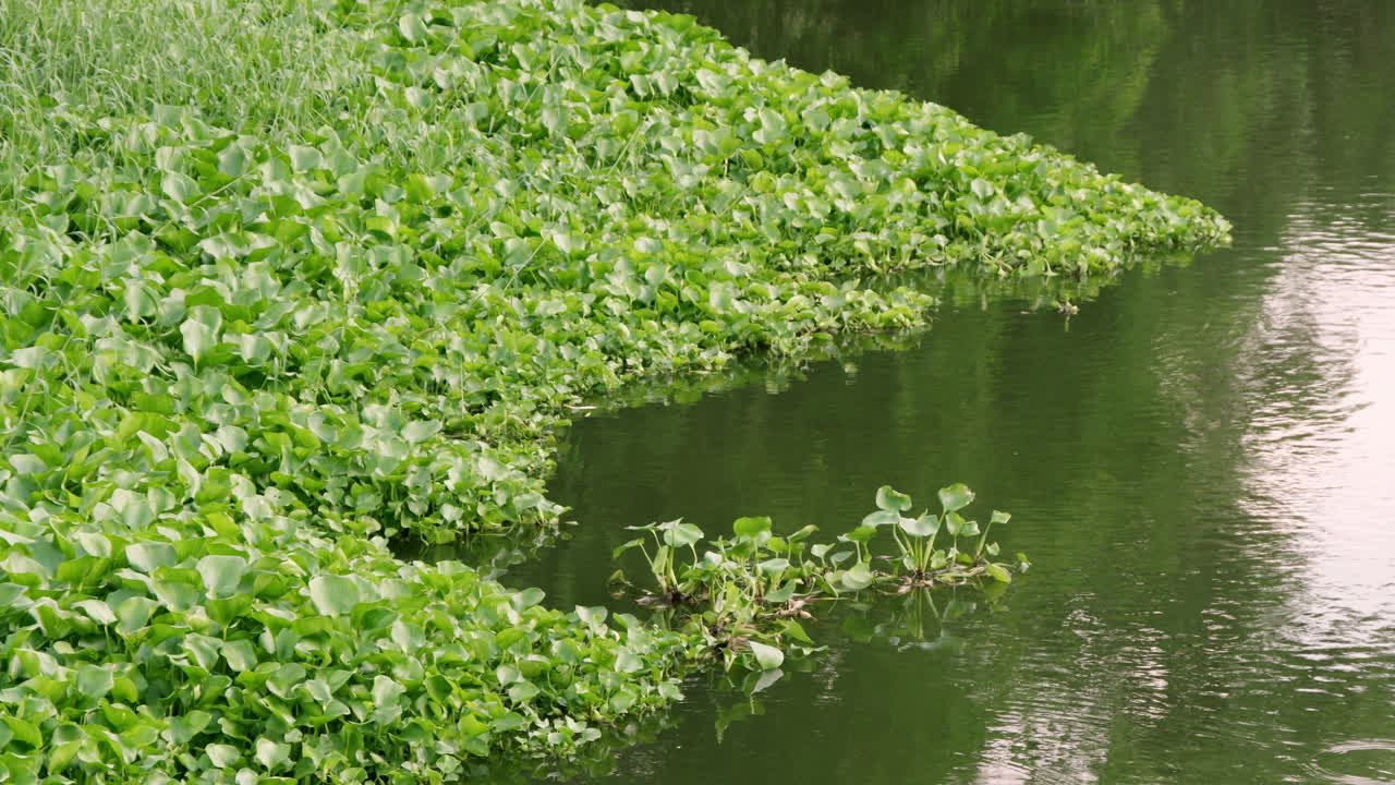 Water hyacinths spreading rapidly in a canal. These invasive aquatic plants pose a serious threat to natural water sources, disrupting ecosystems and harming water quality in affected areas.